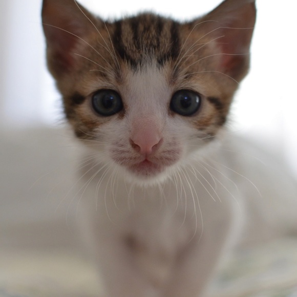 Meet your Posher, Aman - Picture 1 of 1